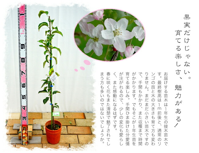 リンゴ グラニースミス 1