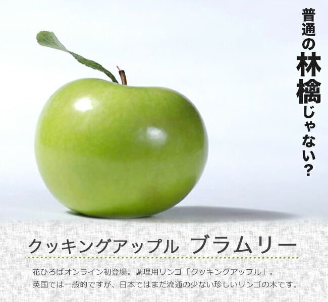 リンゴ ブラムリー 