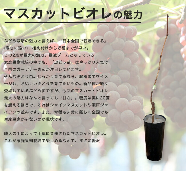 ブドウ マスカットビオレ 3