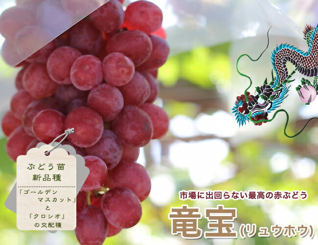 ブドウ 竜宝  