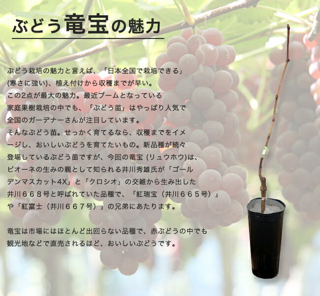 ブドウ 竜宝  1