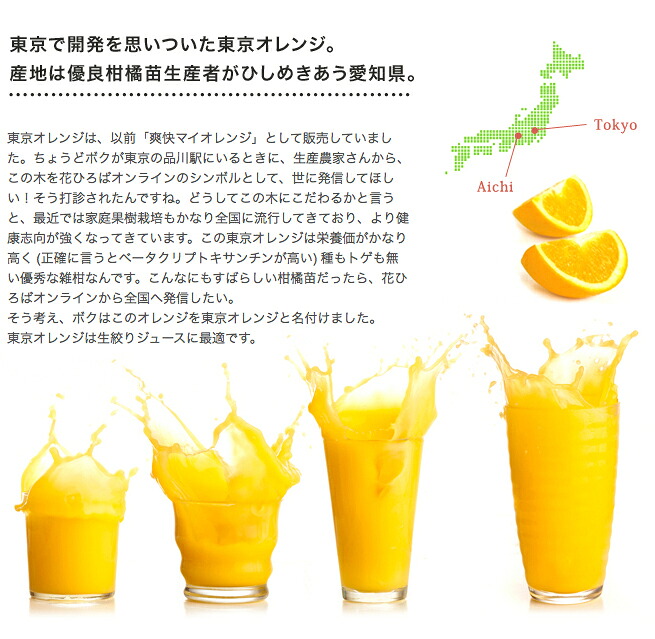 柑橘 東京オレンジ 3