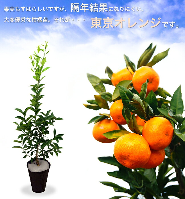柑橘 東京オレンジ 4