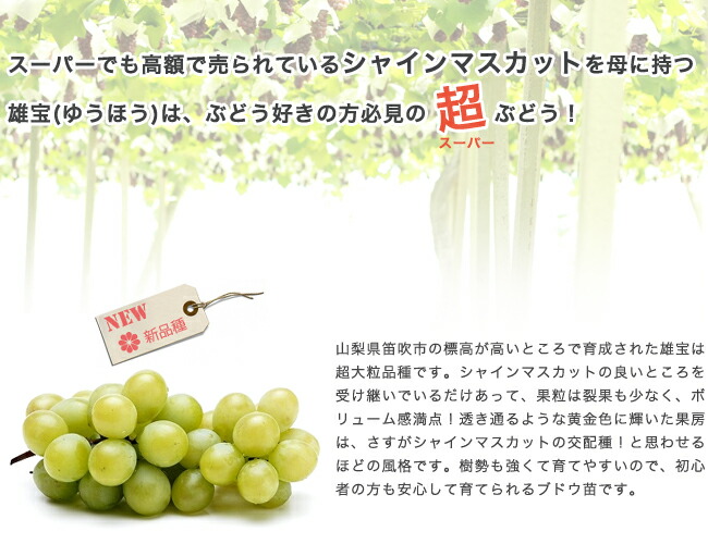 ブドウ 雄宝 （ゆうほう） 1