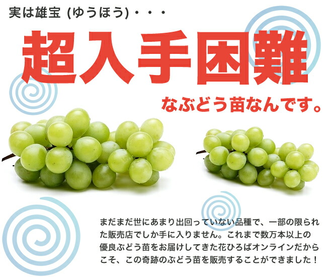 ブドウ 雄宝 （ゆうほう） 3