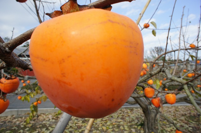 柿 本場堂上蜂屋柿 1