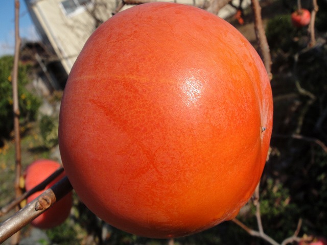 果樹　柿　富裕柿　1
