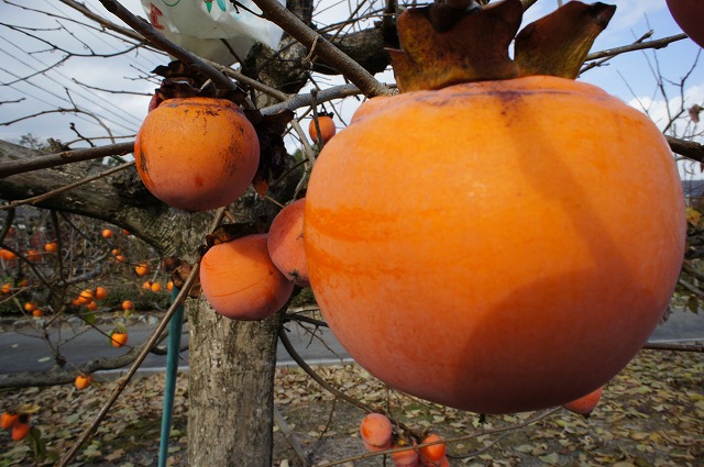 果樹　柿　水島