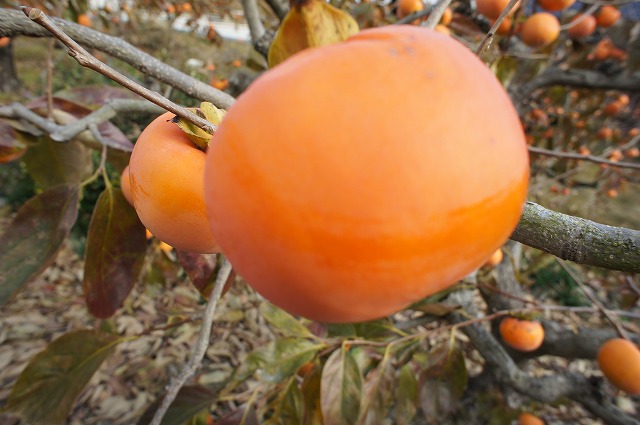 柿 選抜大実富有 1