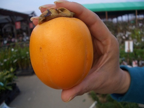 柿 選抜大実西条 1