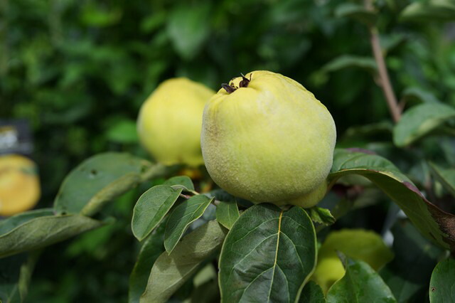 マルメロの果実