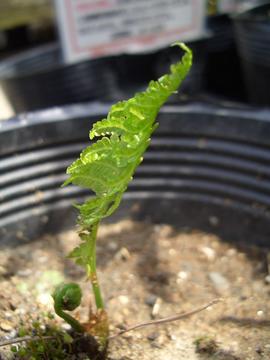 コゴミ 苗 販売 苗木部 By 花ひろばオンライン