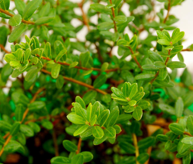 ツルコケモモの葉