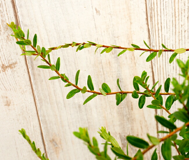 ツルコケモモのつる