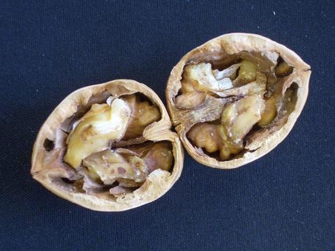 クルミ 鬼ぐるみ 