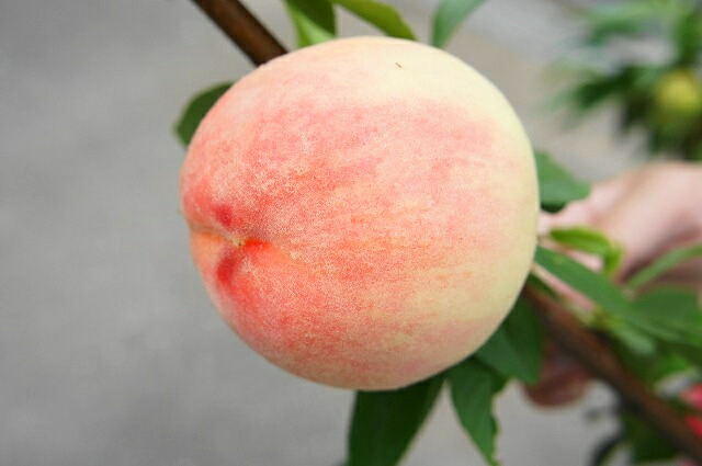 モモ さくひめ 4