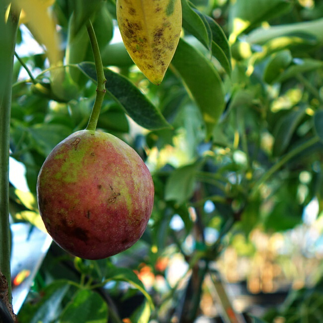 ムベ 選抜大実ムベ 