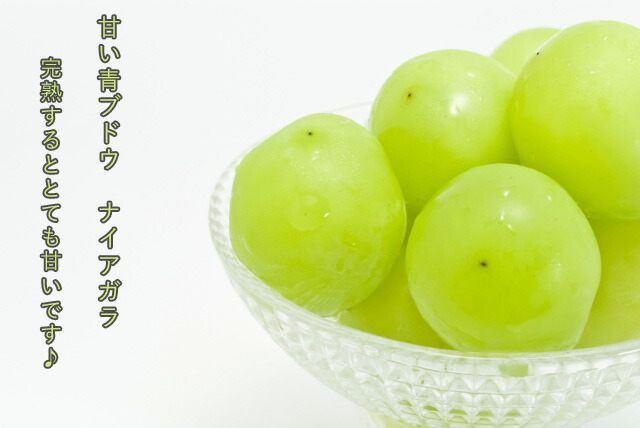 ブドウ ナイアガラ 