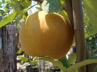 梨　なし　幸水　果樹　苗木1