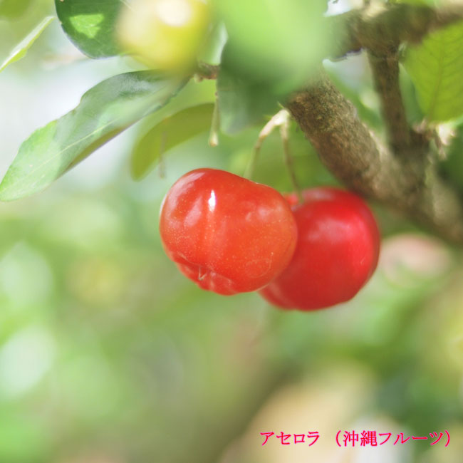 アセロラ アセロラ 6