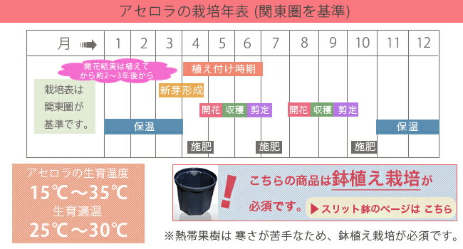 アセロラ アセロラ 3