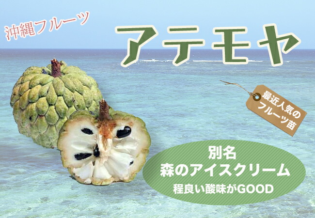 アテモヤ 品種不明 接木 苗 販売 苗木部 By 花ひろばオンライン