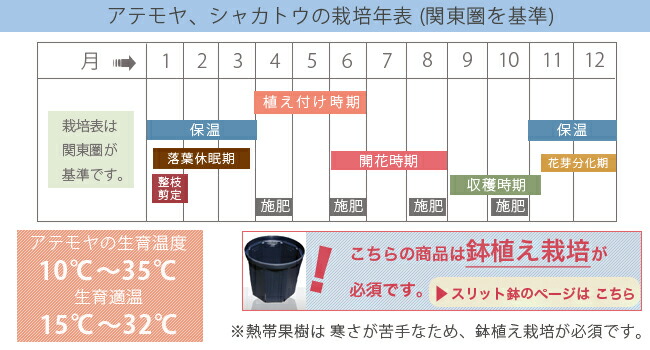 アテモヤ ・シャカトウの栽培暦
