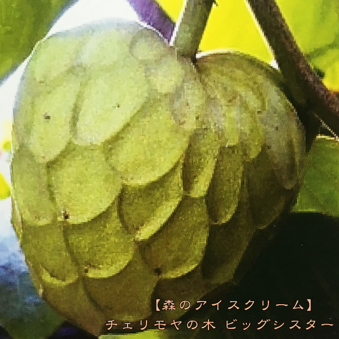 チェリモヤ ビッグシスター 1