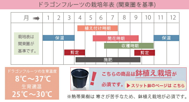 ドラゴンフルーツ 赤肉種 4