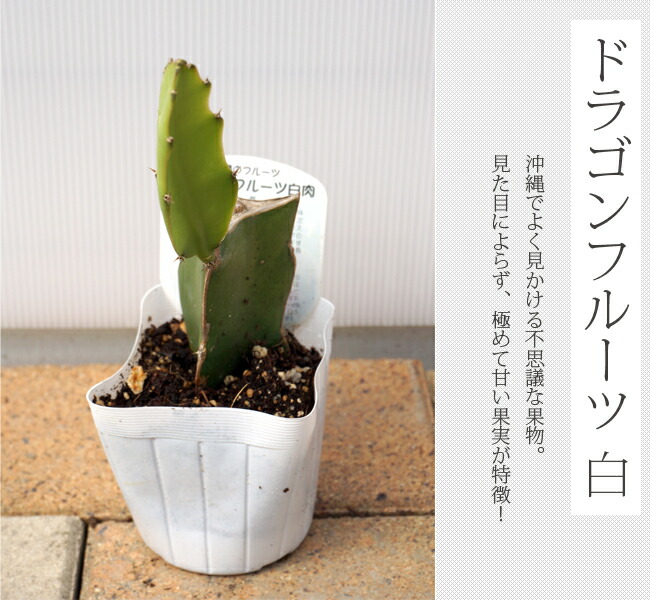 ドラゴンフルーツ 白肉種 3