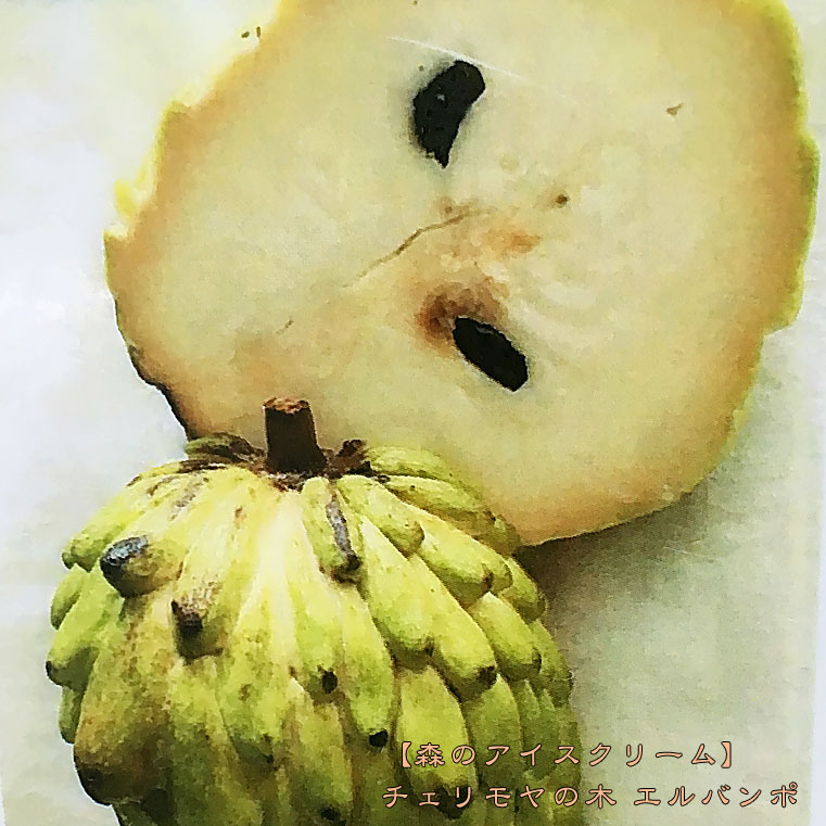 チェリモヤ エルバンポ 2