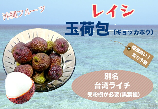 レイシ・ライチ 玉荷包 
