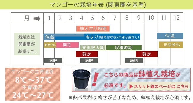 マンゴー キーツ 苗 通販 苗木部 By 花ひろばオンライン