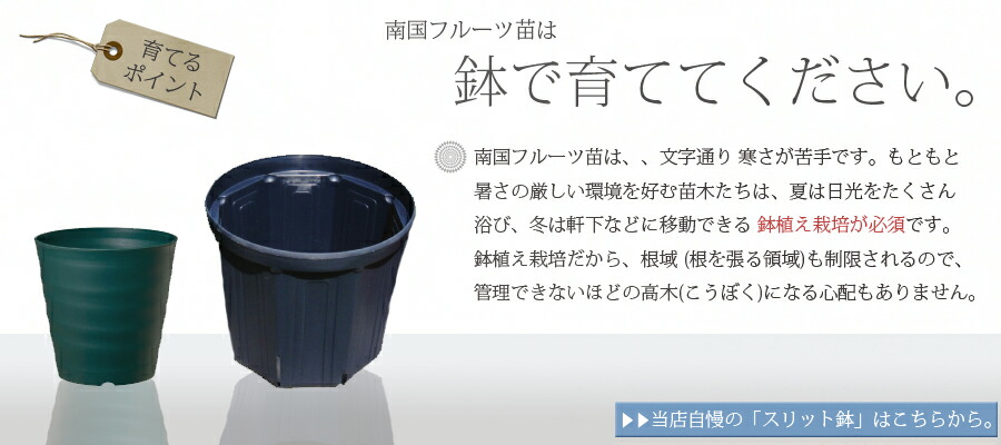 ドラゴンフルーツ 赤肉種 4