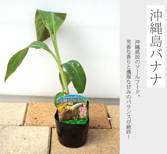 沖縄島バナナ 苗 販売 苗木部 By 花ひろばオンライン