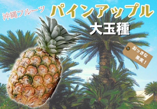 パイナップル 大玉種 