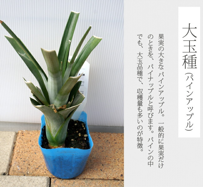 パイナップル 大玉種 1