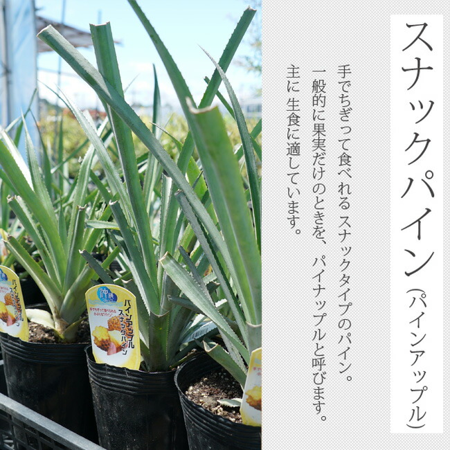 パイナップル スナックパイン 2