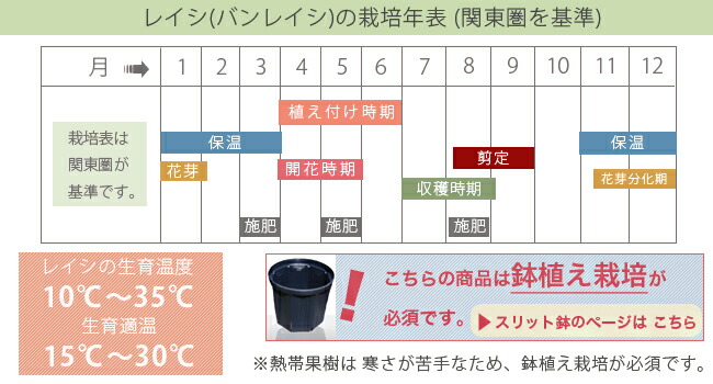 レイシ の栽培歴