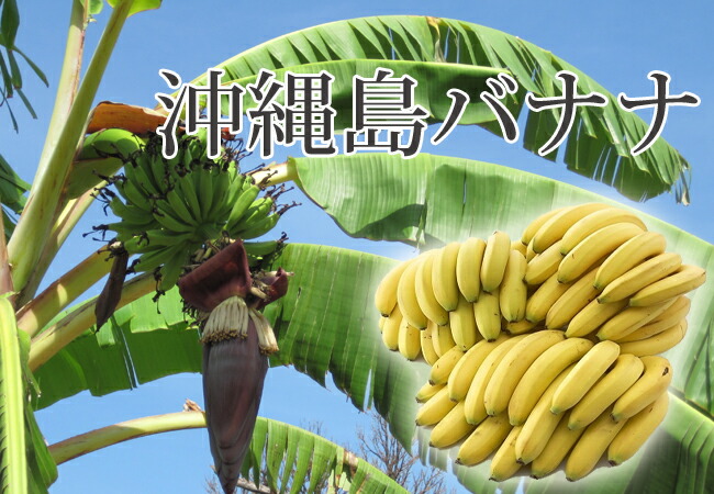 沖縄島バナナ 苗 販売 苗木部 By 花ひろばオンライン