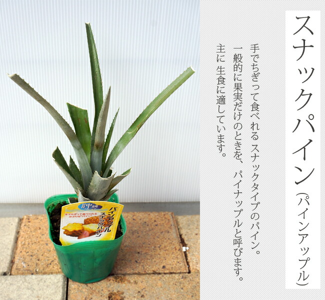 パイナップル スナックパイン 3