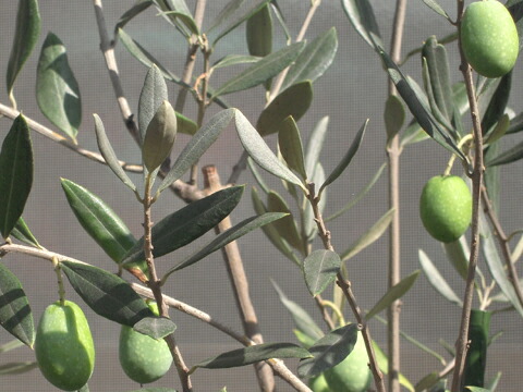 オリーブ J5 苗 販売 苗木部 By 花ひろばオンライン