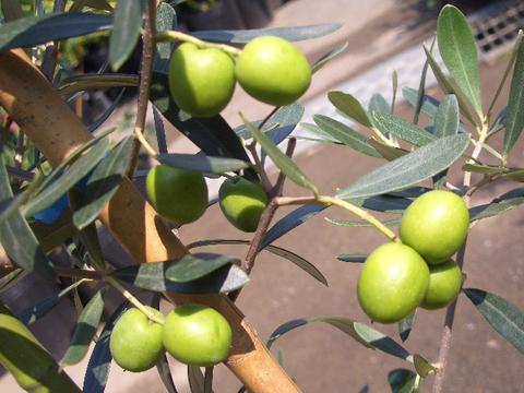 オリーブ シプレシーノ 1