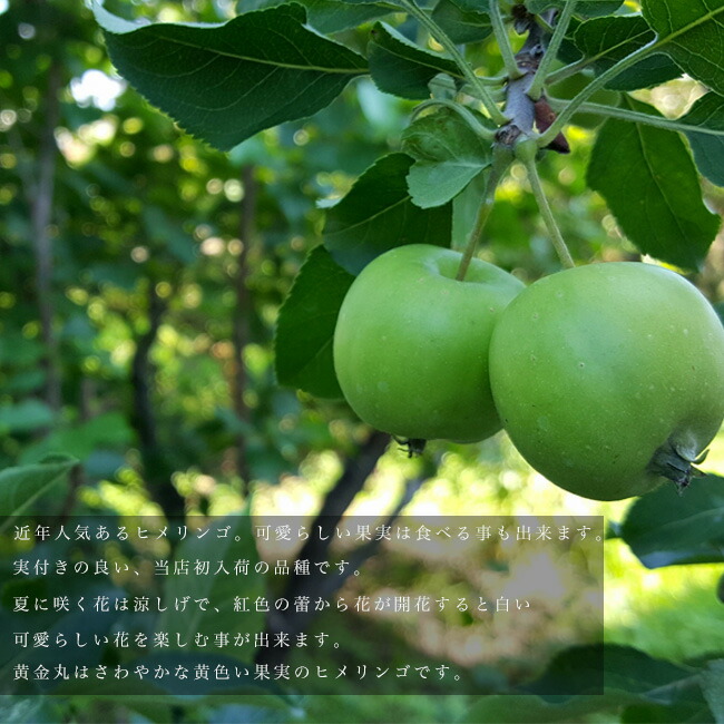 リンゴ 黄金丸 3