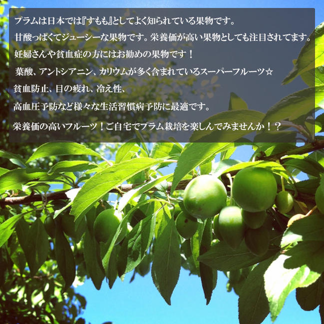 プラム・スモモ アルプス王子 3