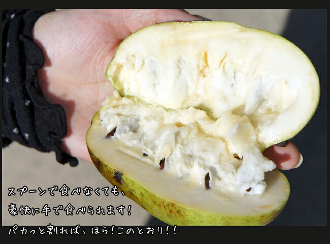 果樹　ポポー  1