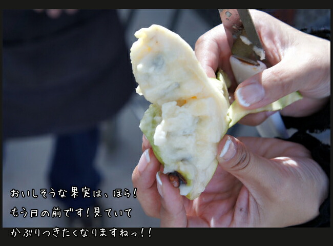 果樹　ポポー  2