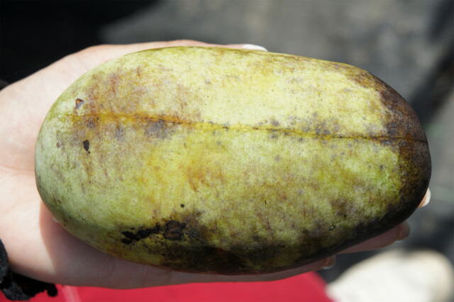 ポポー ウィルソン 