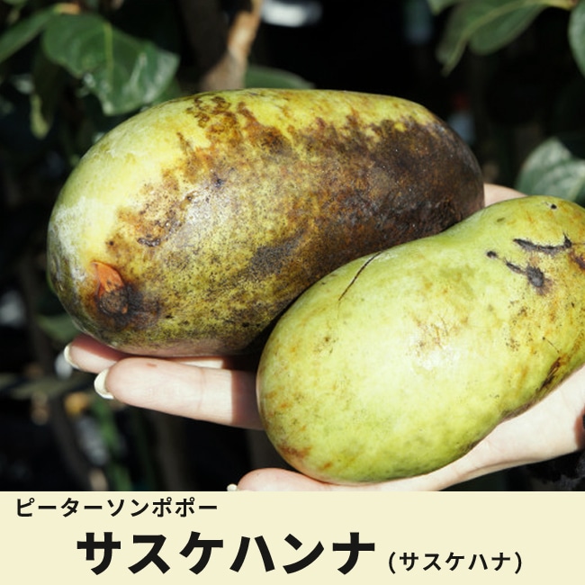 ポポー サスケハンナ 苗 通販 苗木部 By 花ひろばオンライン