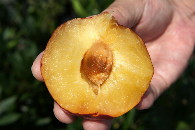 プラム・スモモ ジャンボ貴陽 3